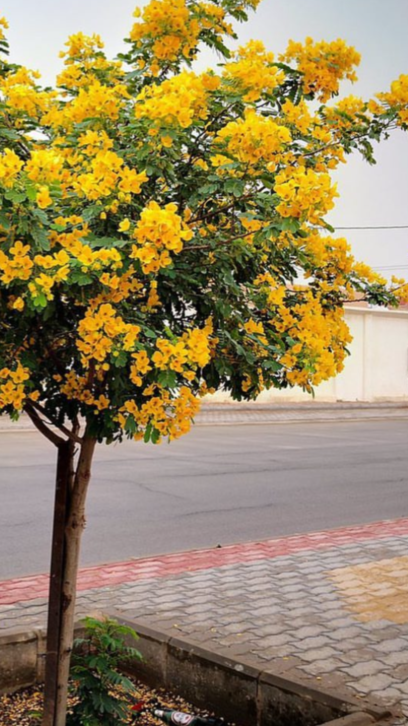 بذور وجذور