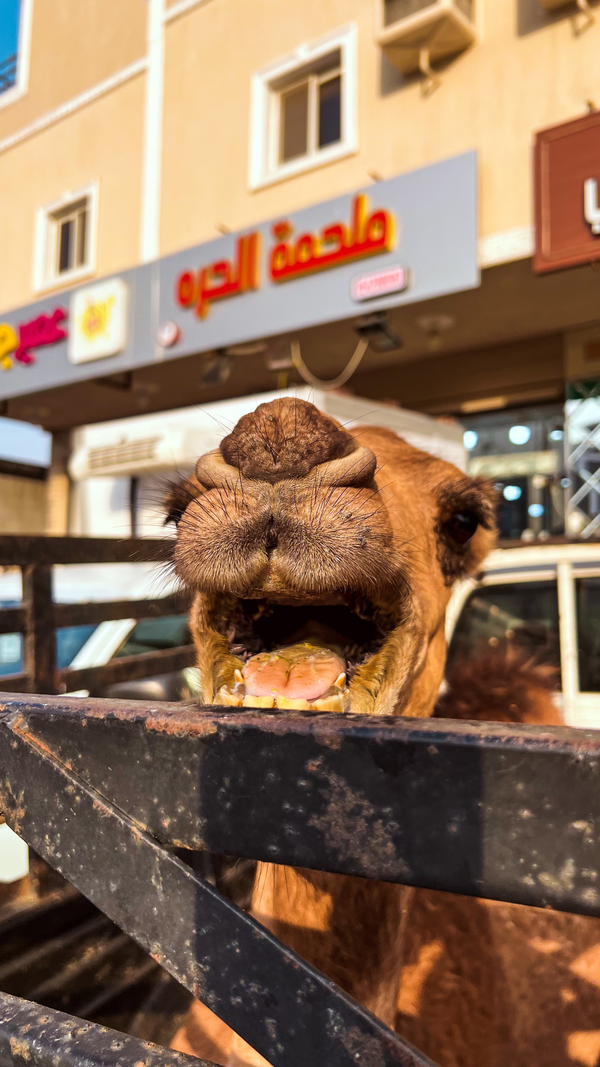 ملحمة الحرة